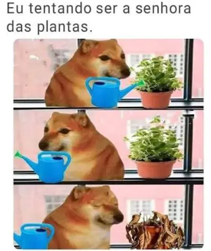 Adote uma plantinha da casa dos noivos.